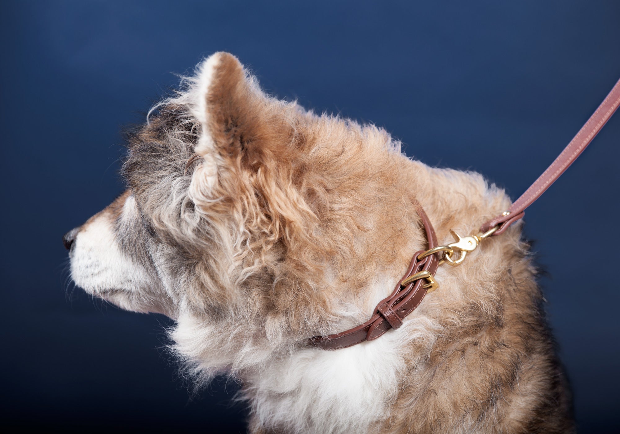 Large Leather Dog Collar Lifestyle