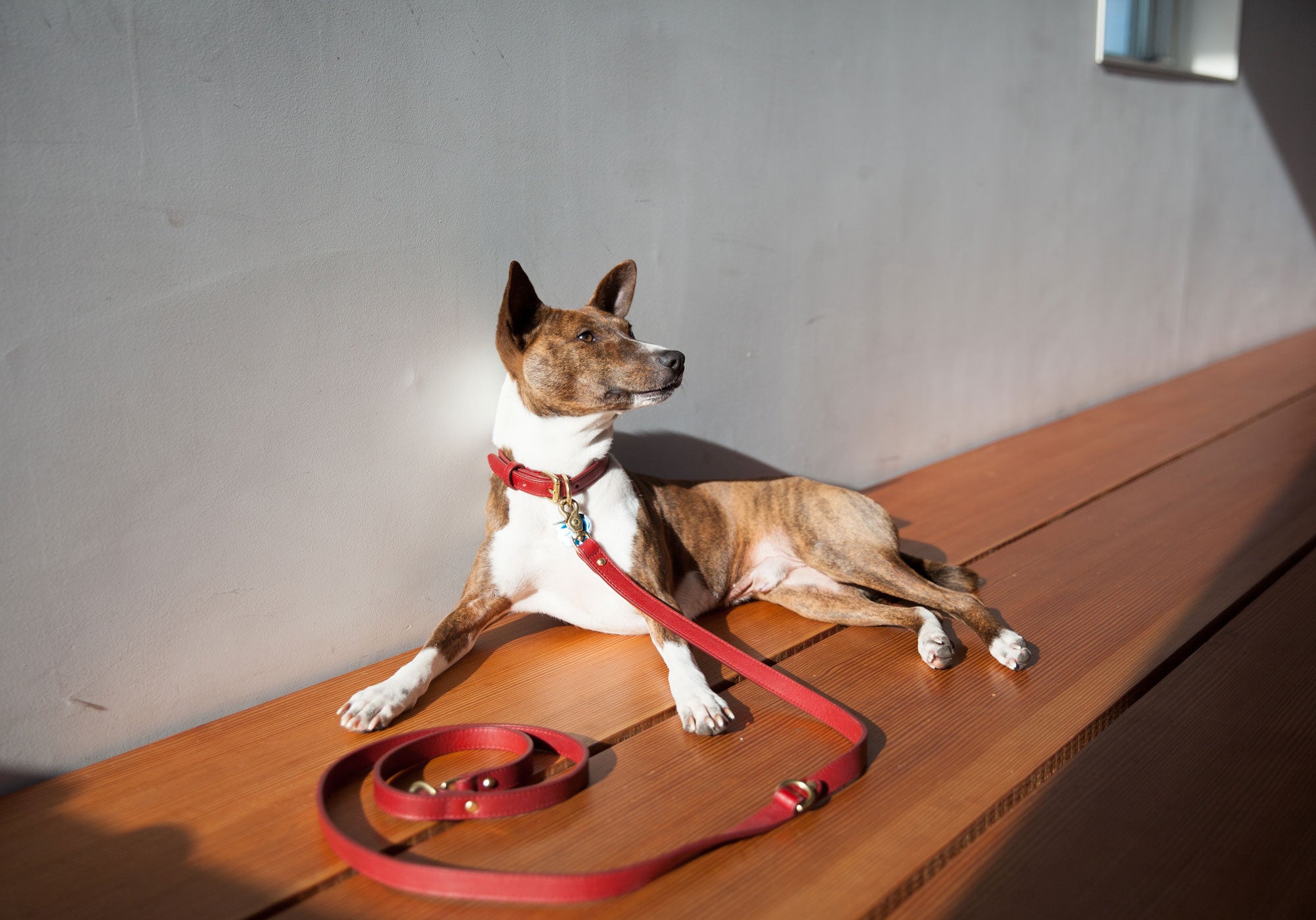 FF Designer Dog Leash & Collar Set for Sale in Fullerton, CA - OfferUp