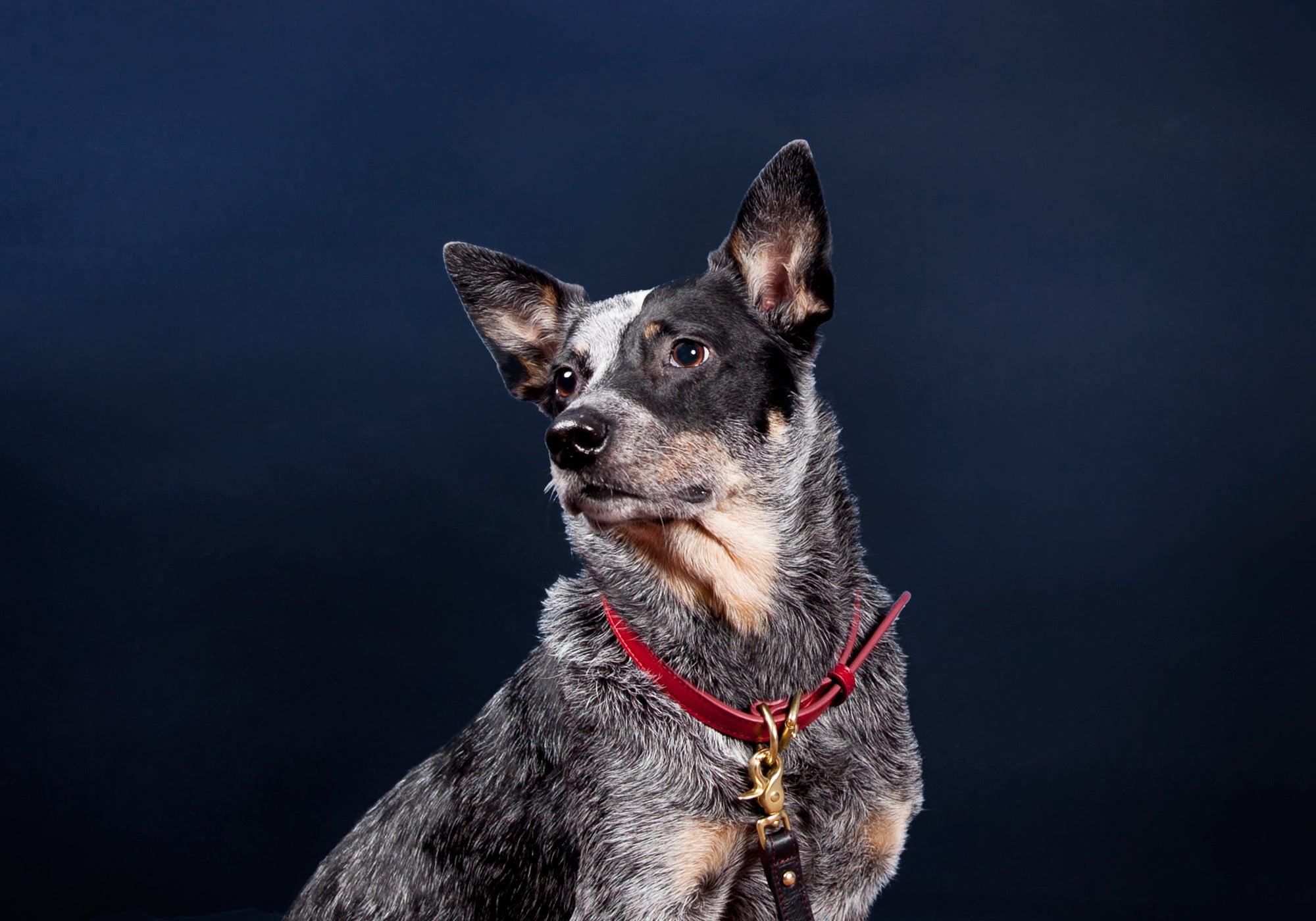Medium Leather Dog Collar Lifestyle